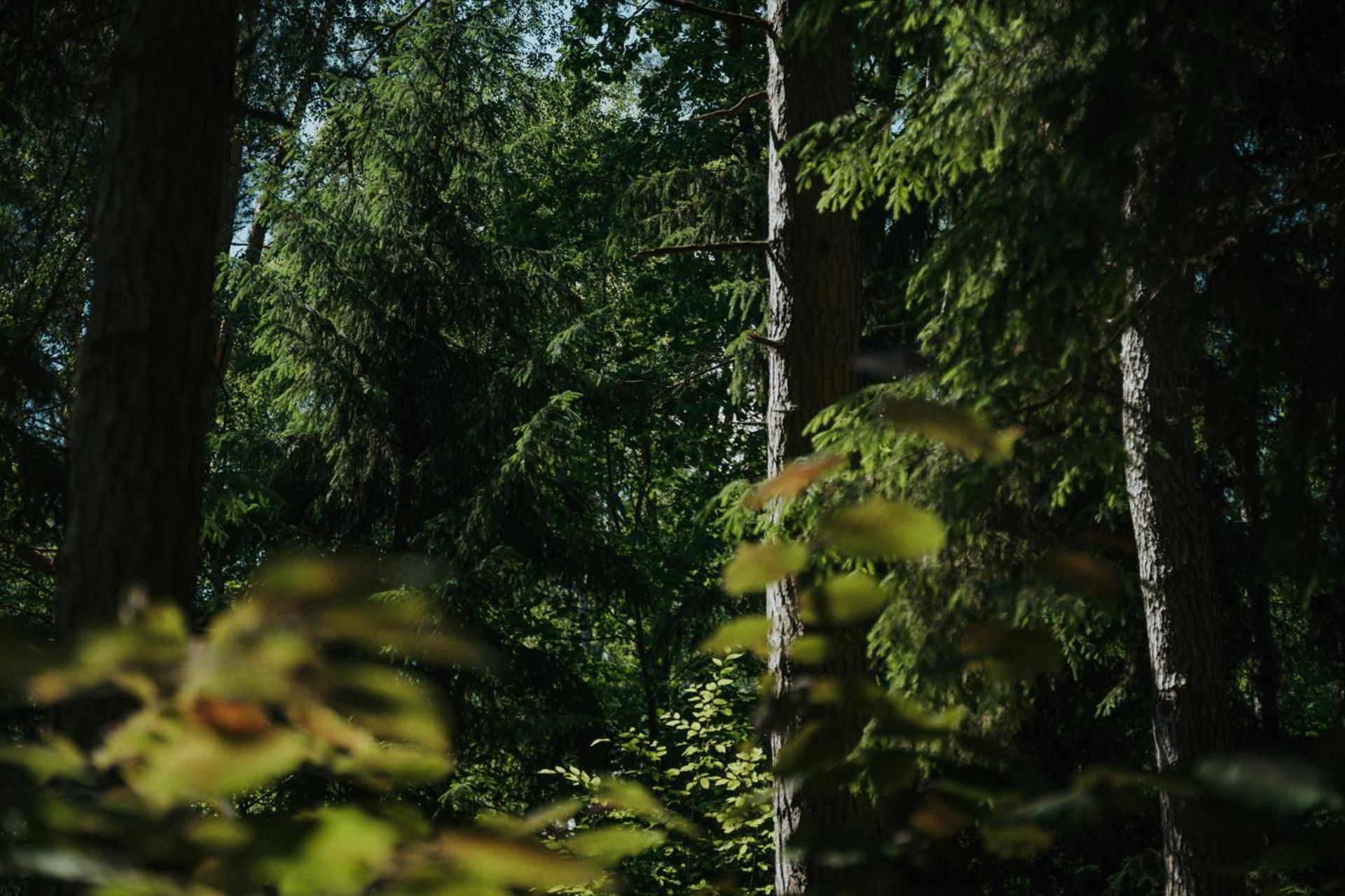 Forest Cabin - 50Min Od Warszawy Wola Polska Exterior photo
